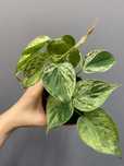 Philodendron Hederaceum Oxycardium Variegata Filodendron