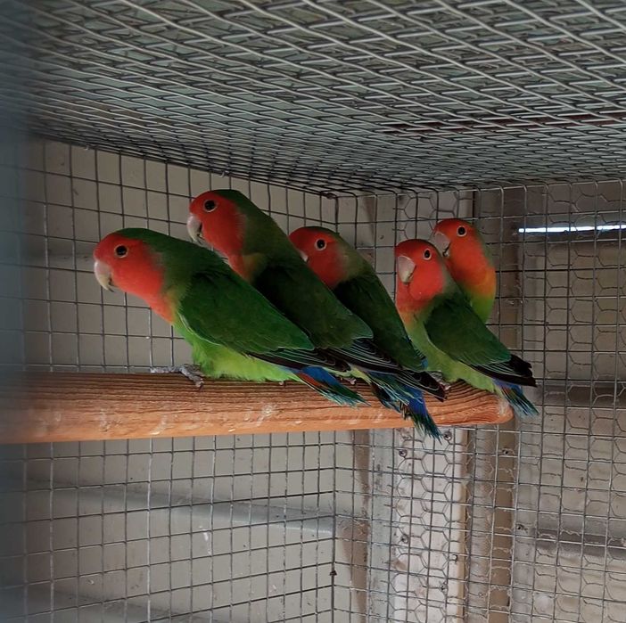 Agapórnis rosicollis longfeather