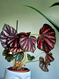 Begonia Candy Stripes