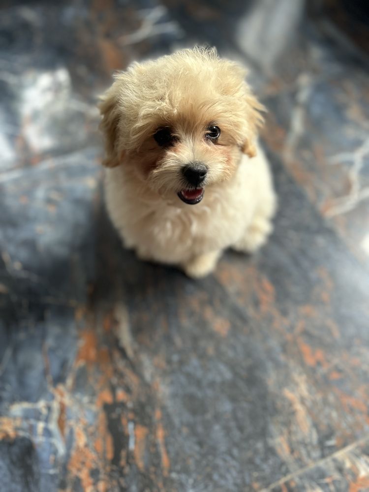 Maltipoo śliczny piesek