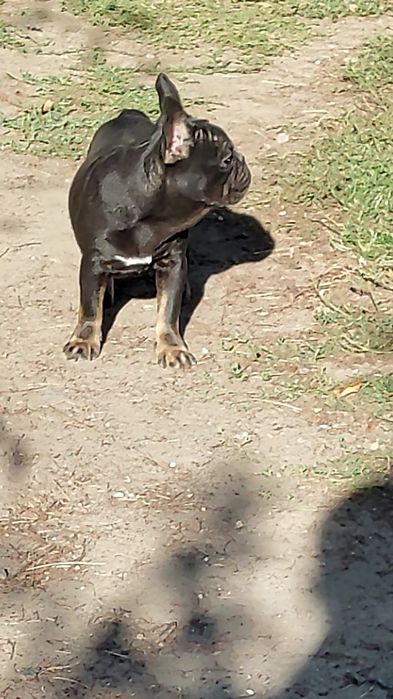 Дівчинка французький бульдог.