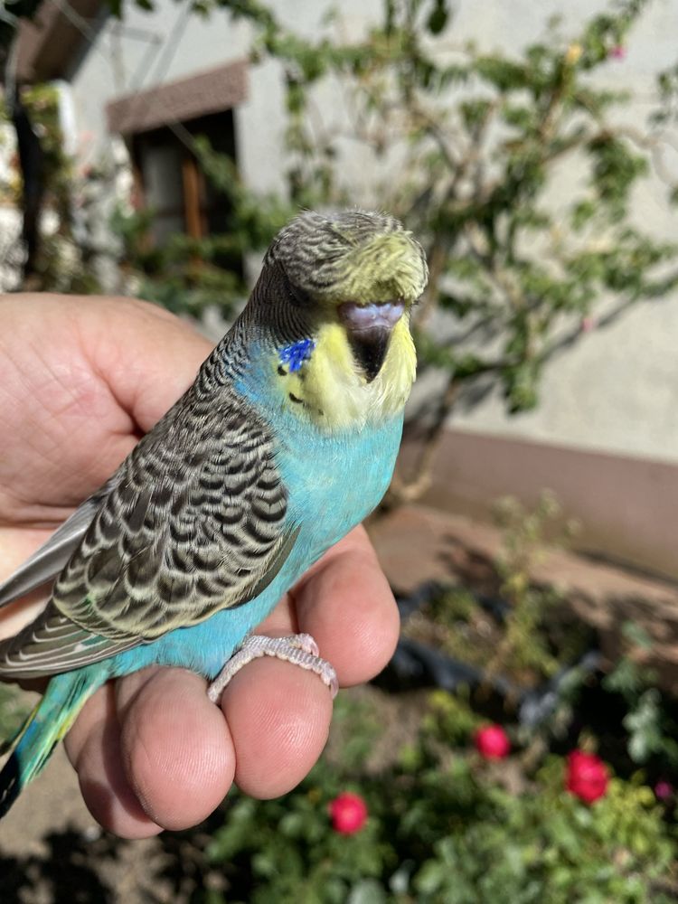 Periquito domesticado com gaiola exclusividade