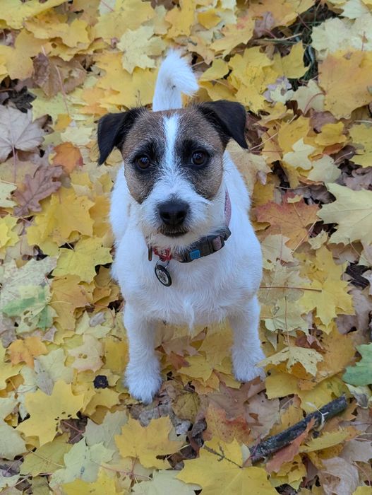 Вязка Джек Рассел терьер.