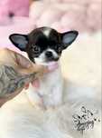 Sliczny chlopczyk chihuahua