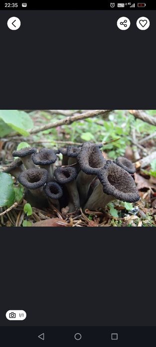 Lejkowiec dęty suszony 200 gr