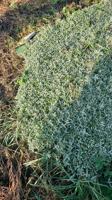 Ясколка  біла почвопокровна