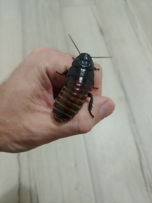 Karaczany madagaskarskie