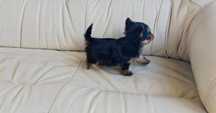 Yorkshire 2meses