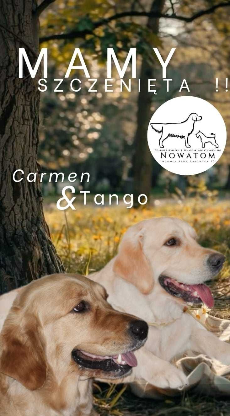 Golden Retriever ZKwP FCI
