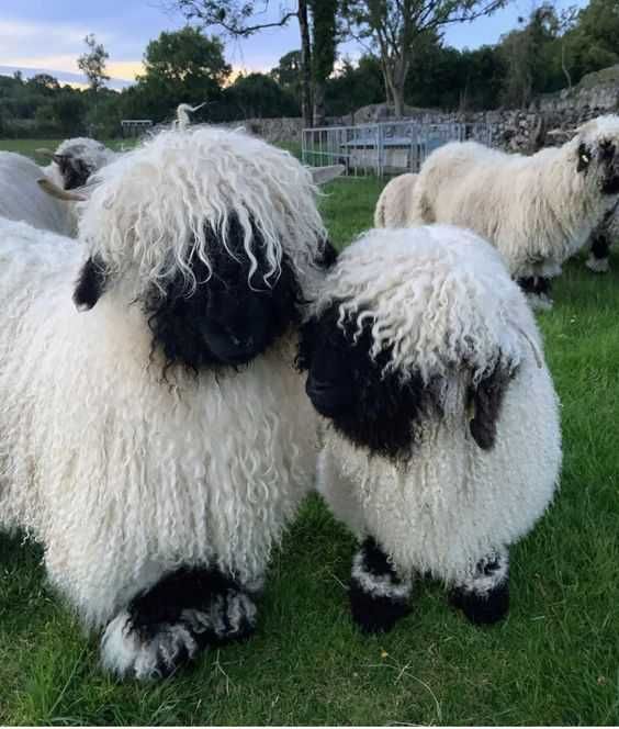 Валлійська чорноноса вівця, пара валлійських вівць
