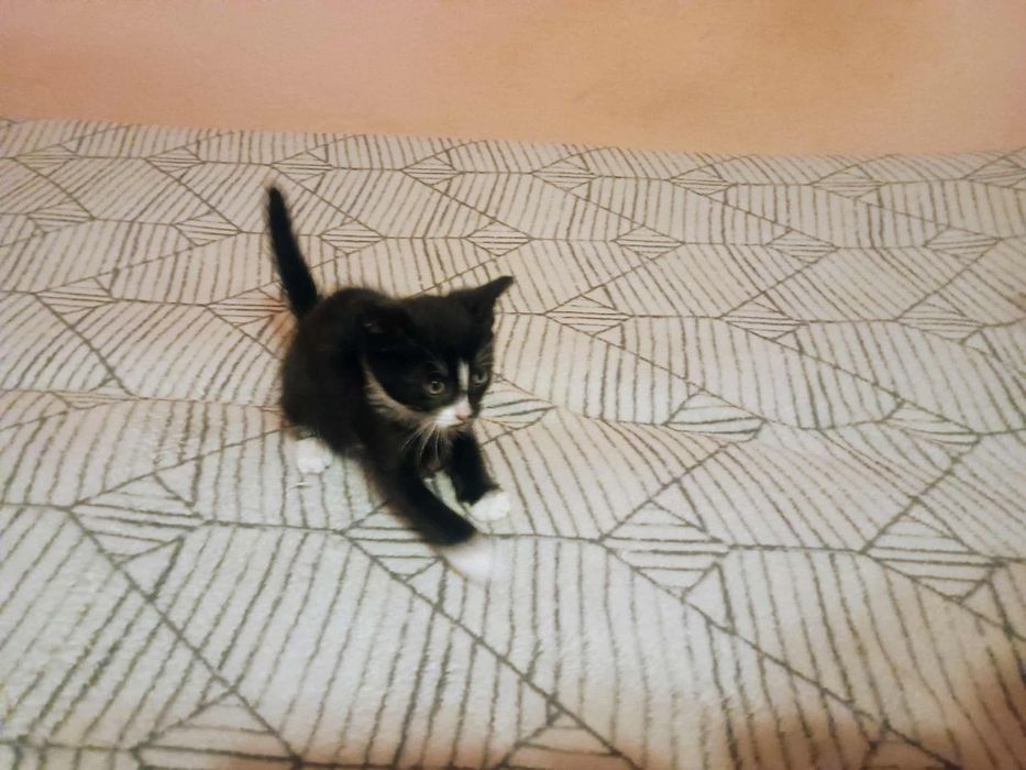 Oddam kotki w dobre ręce