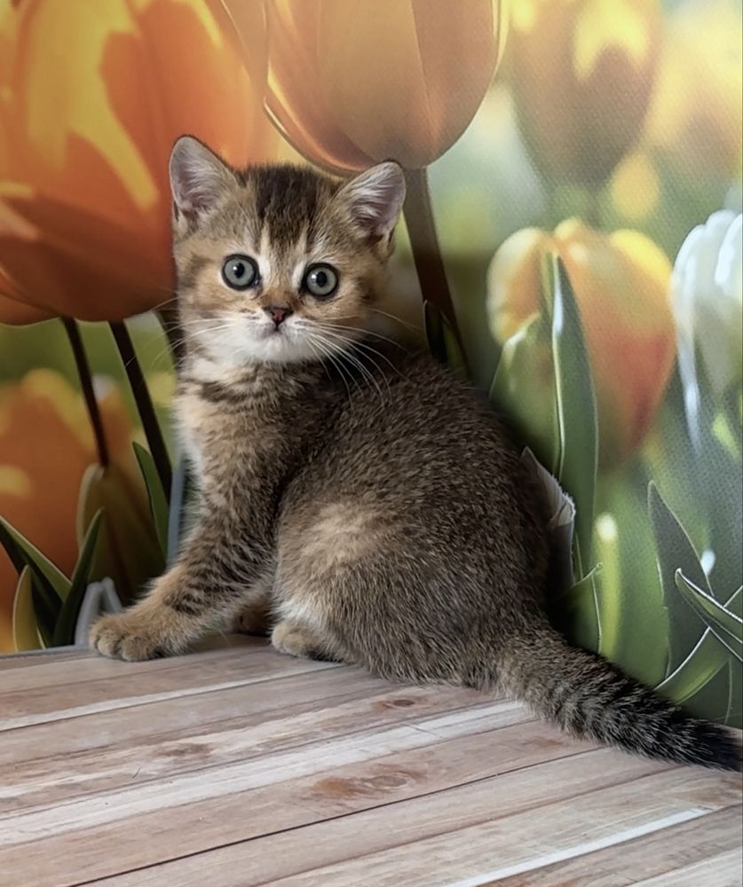 Котик тикированный золотой британец котята