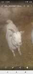 Casal de cabras anas