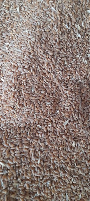 Пшениця 2025р урожаю