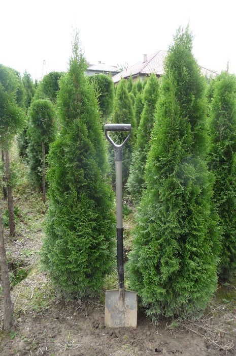 tuja szmaragd thuja smaragd UWAGA 1,5-1,7m-30zł slask dowozimy sadzimy