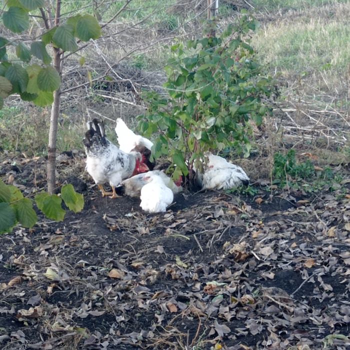 Інкубаційне яйце чубатих несучок