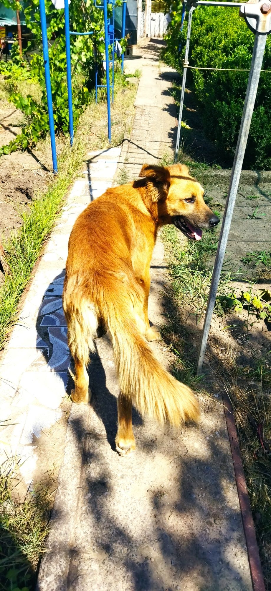 Собака в хорошие руки Лозоватка