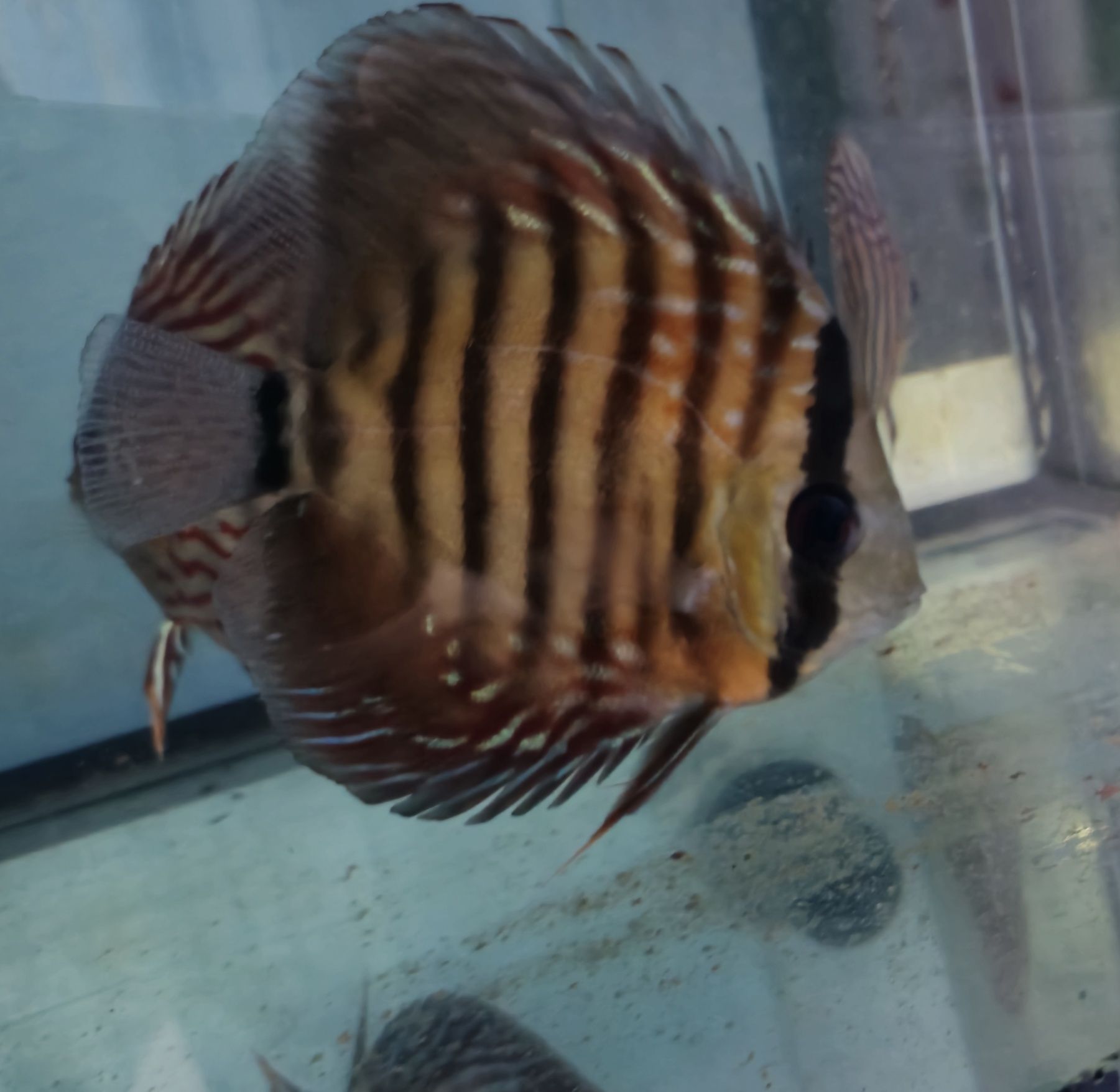 Pack 10 discus variados 8 a 12 cm