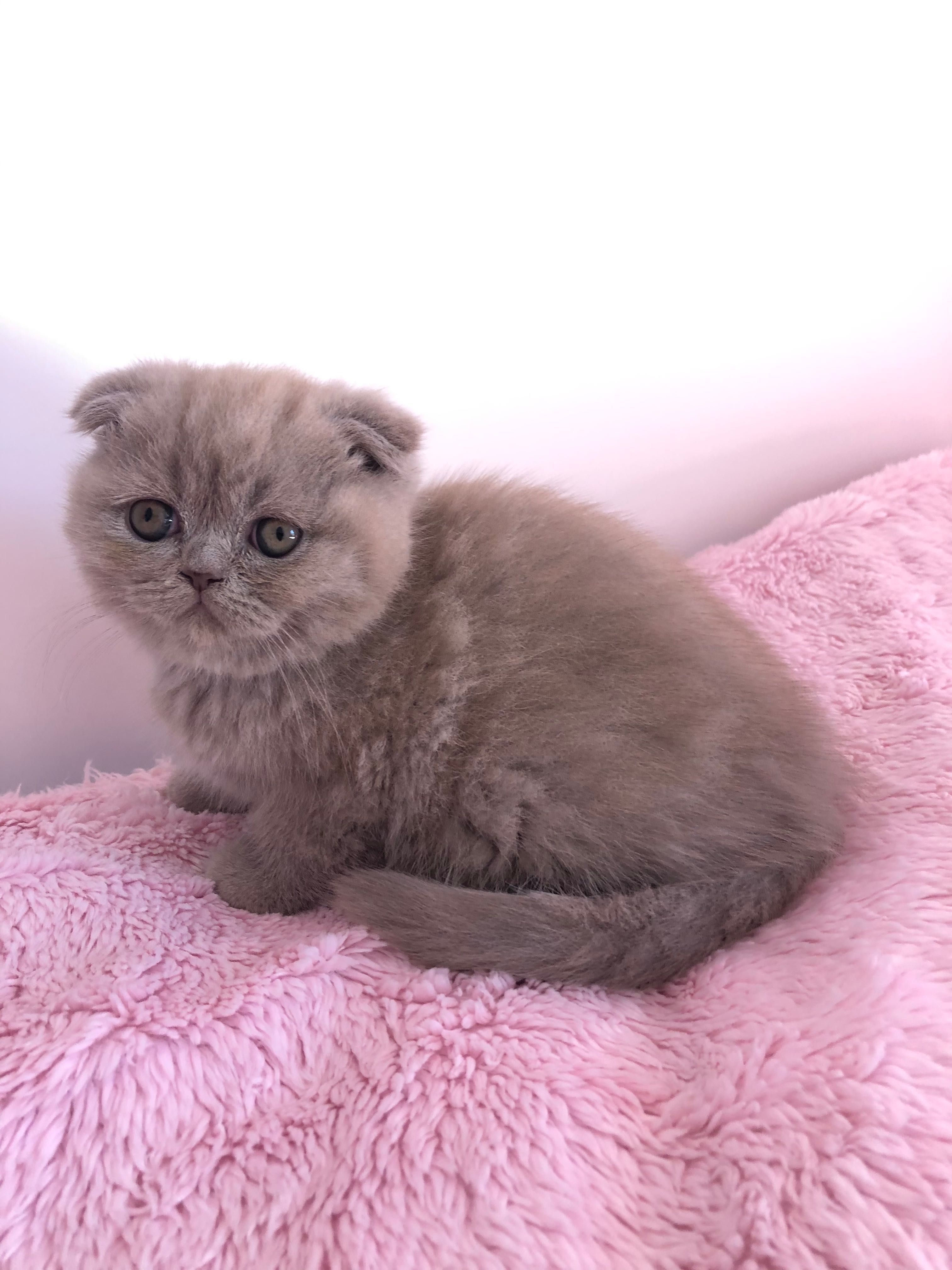 Fêmea Scottish Fold Lilac
