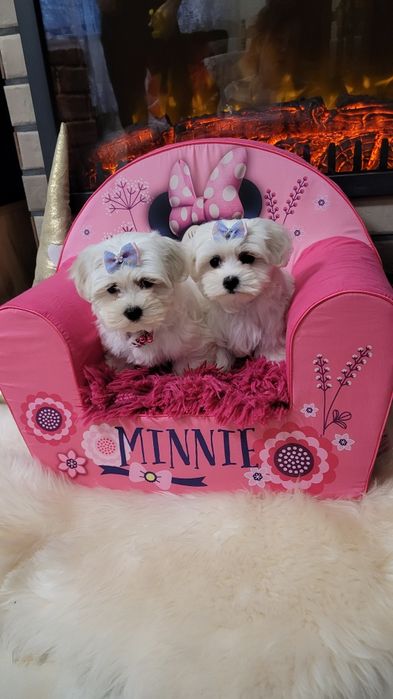 Śliczna suczka maltańczyk z wyprawka