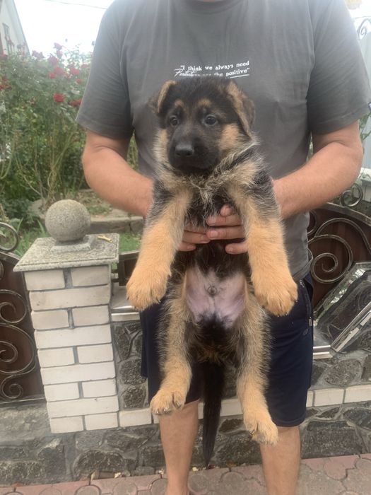Продам цуценят Німецької вівчарки