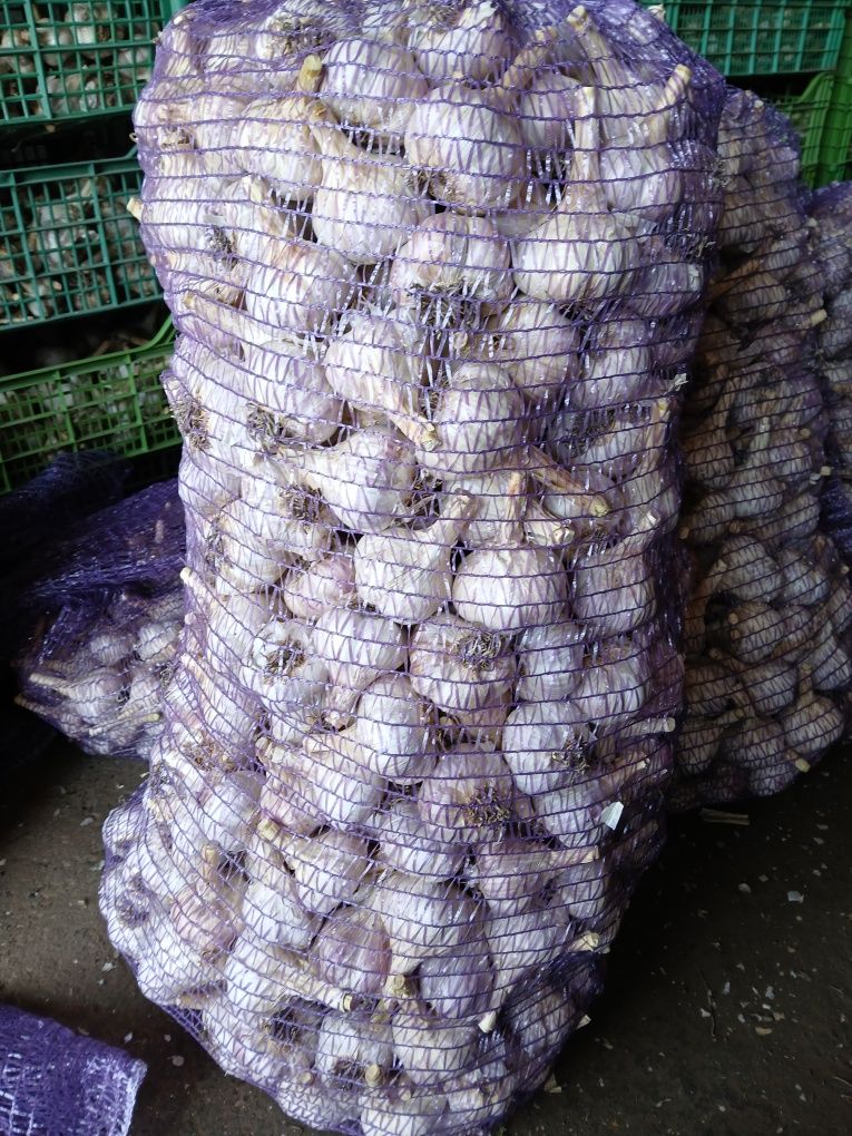 Часник на посадку першої репродукції, сорт Любаша