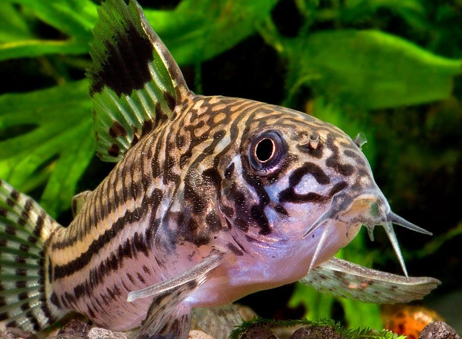 Kirysek trójpręgi (Corydoras trilineatus) PROMOCJA