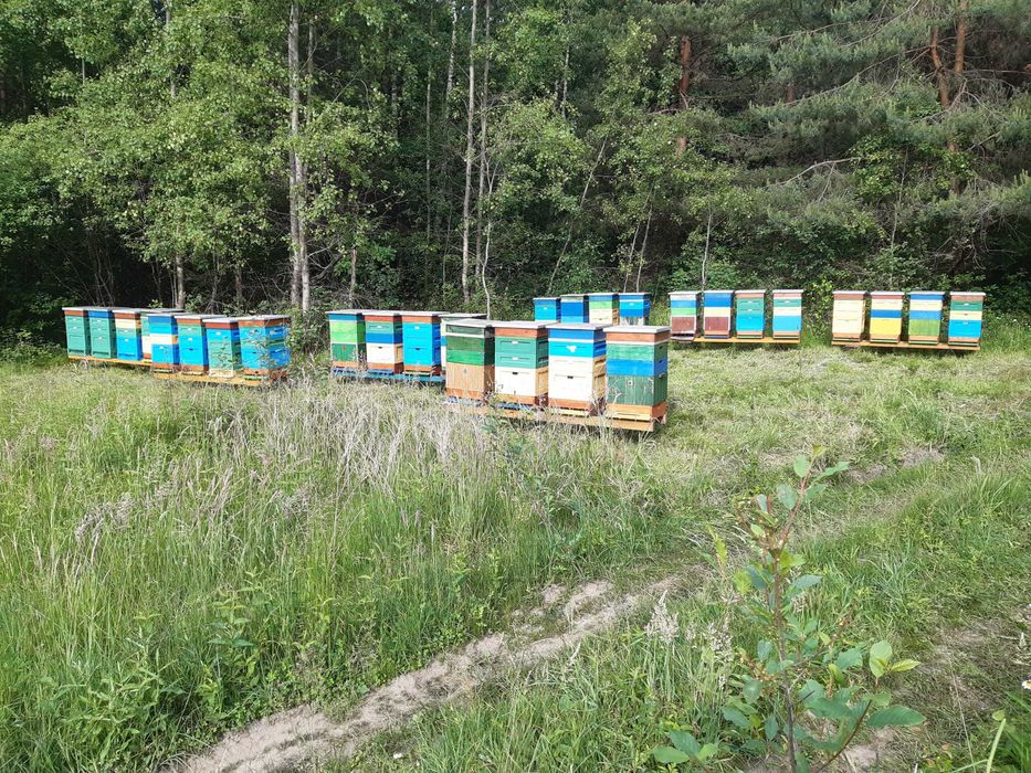 Rodziny pszczele Niepołomice, Kalina Wielka  k. Miechów
