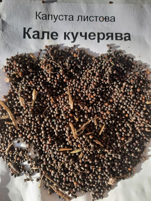 Насіння капусти кейл (кале)