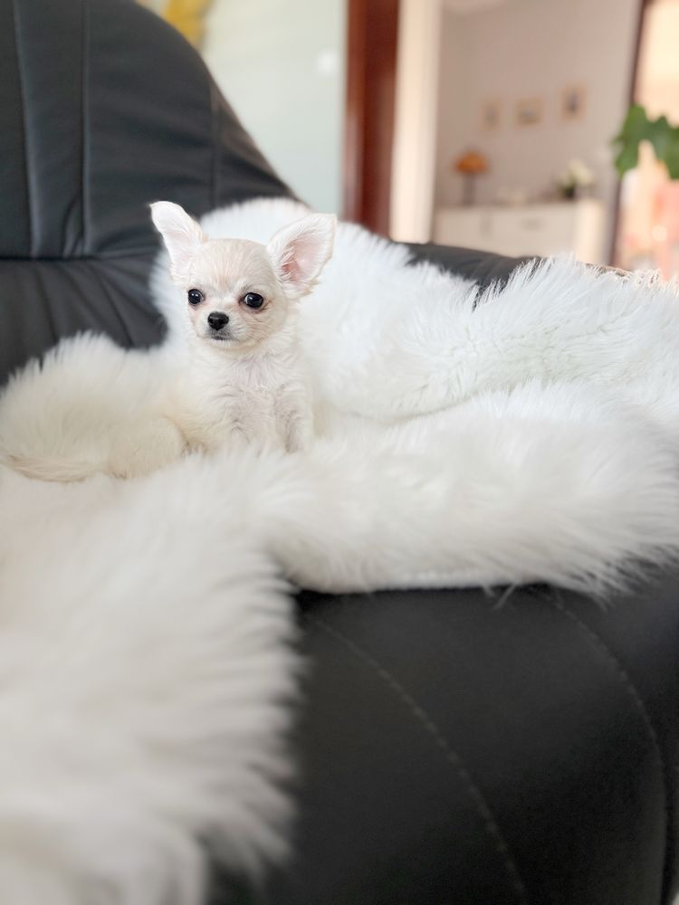 Chihuahua przepiekny dlugowlosy chlopiec mini zkwp/fci