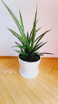 Kwiatek doniczkowy SANSEVERIA, 60cm