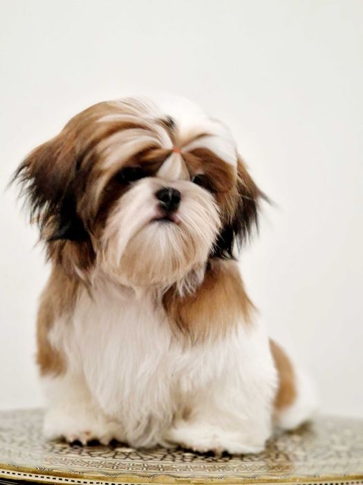 Shih-tzu dziewczynka na sprzedaż FCI