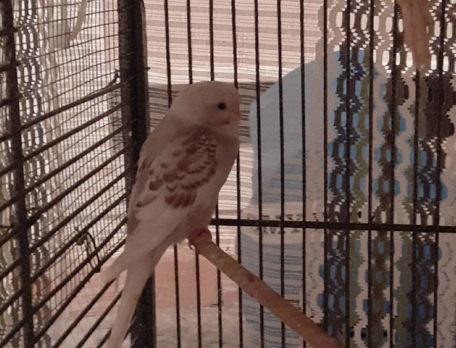 Sprzedam papugi faliste