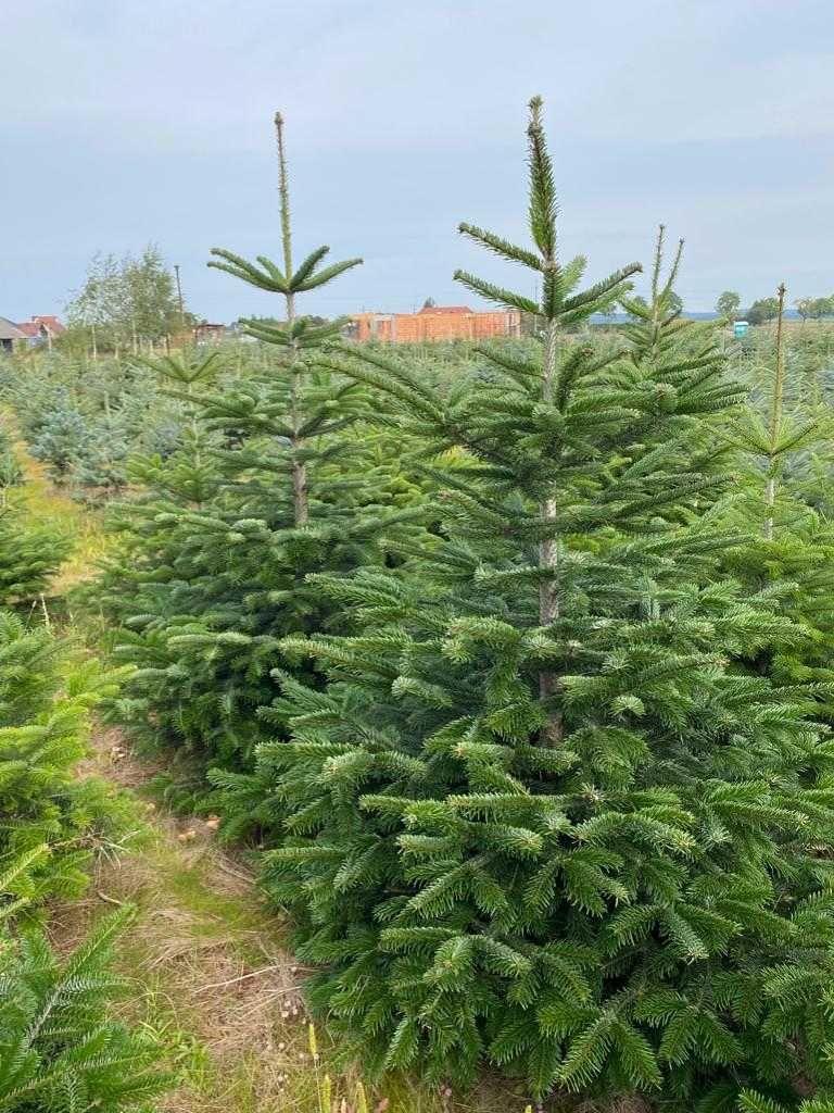 Świerk srebrny, jodła kaukaska własna plantacja.