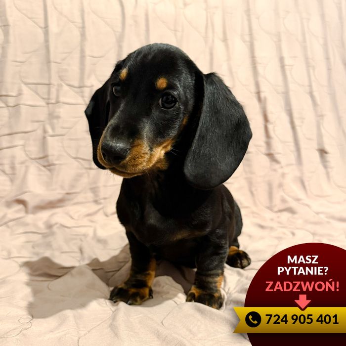 ^^(piesek) jamnik czarny podpalany^^