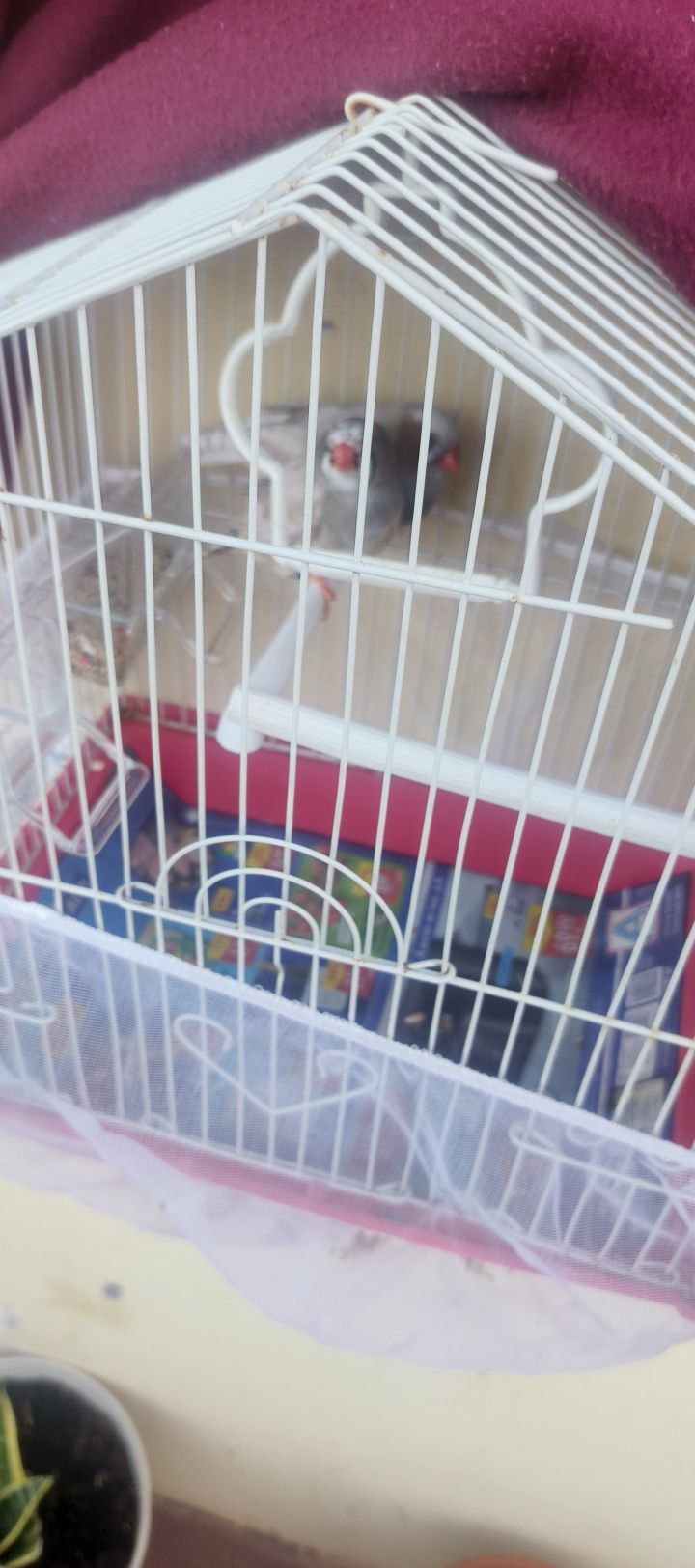 Vendo casal de mandarins