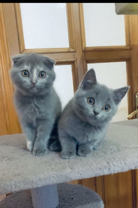 Шотландські  малюки