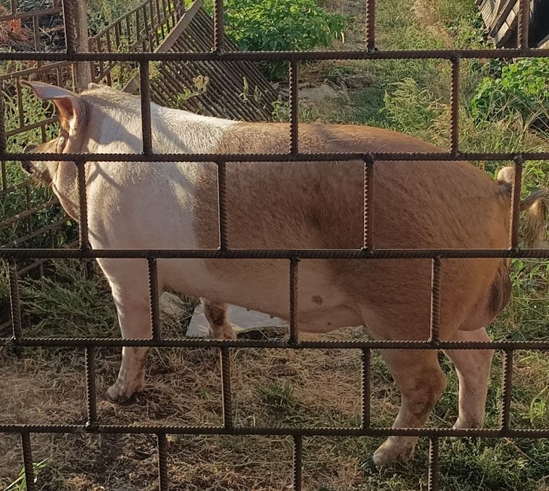 Кабан. Хряк. На плем'я. Послуги хряка