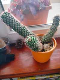 Kaktus kaktus żywy