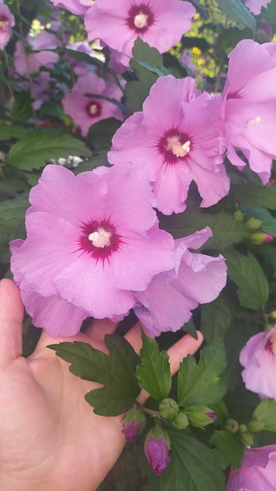 Багаторічні садові рослини