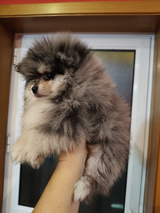 Spitz alemão macho Merle