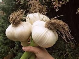 Рокамболь посадковий матеріал