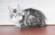 котенок мейн кунчик маленькая рысь