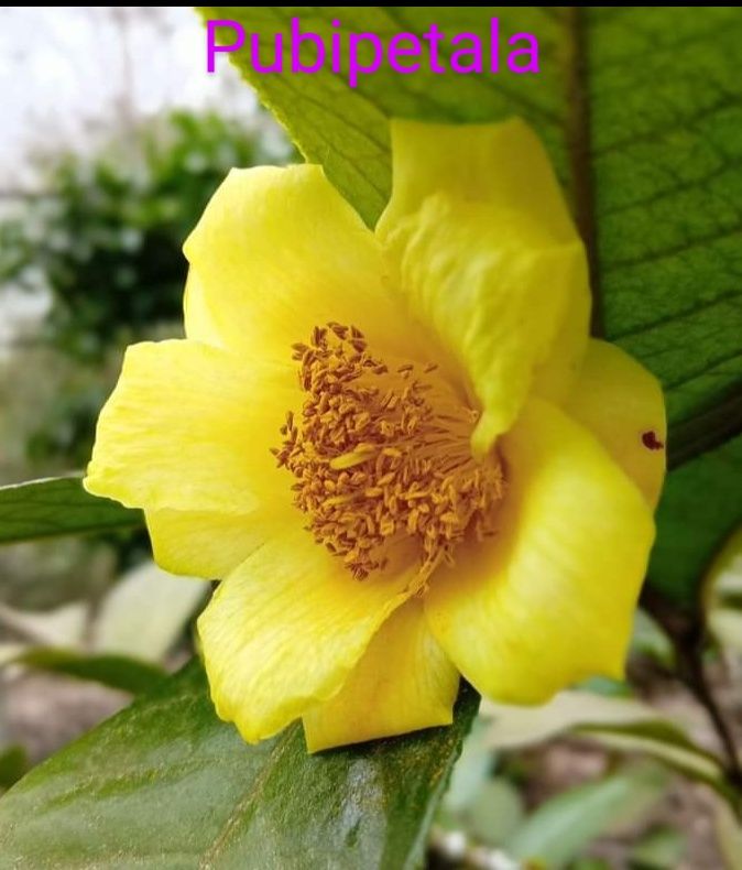 Camélias Amarelas
