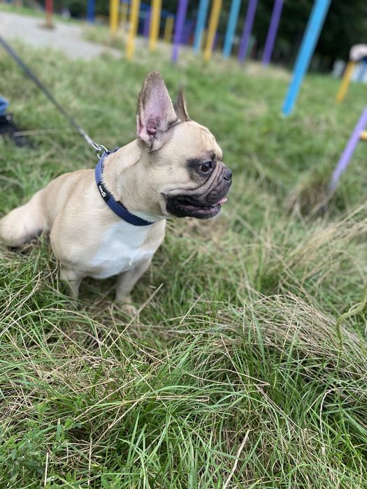 Французкий бульдог в’язка