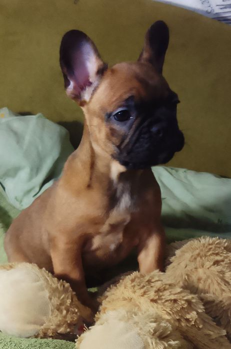 Продам цуценя французкого бульдога