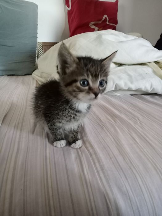 Котики в добрі руки