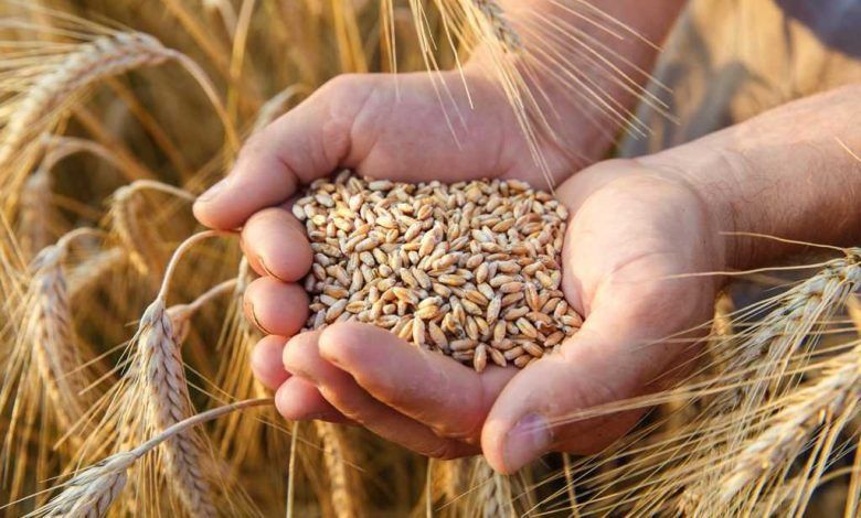 Продам пшеницю 2025 року