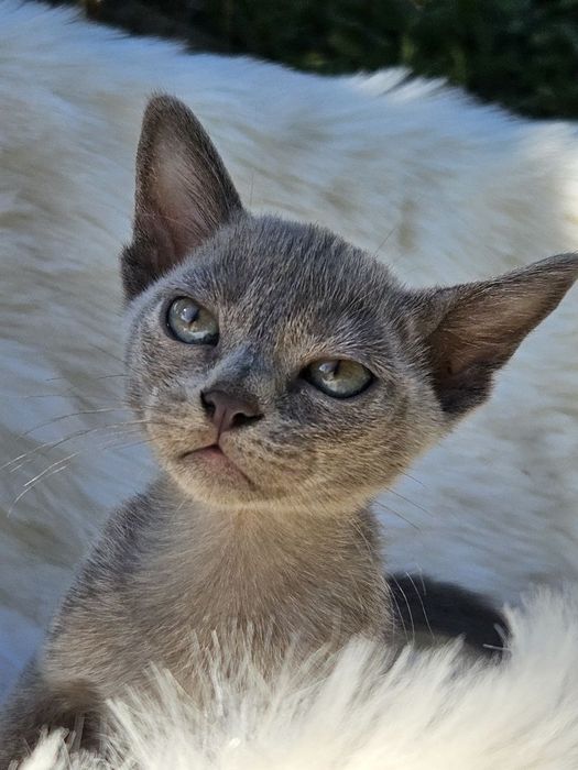 Бурма європейська