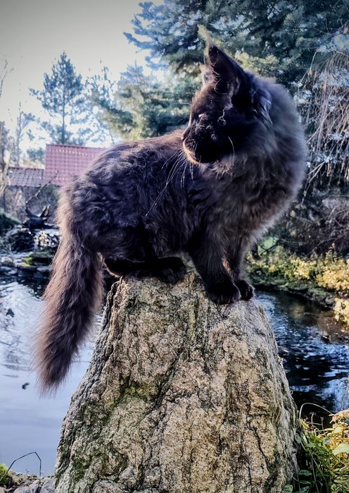 Maine Coon kocur do odbioru -wyjątkowy kolor, hodowla